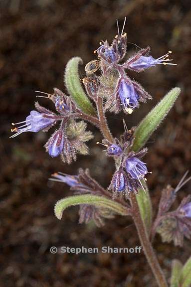 phacelia quickii 2 graphic